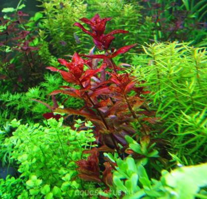 Ротала макрандра (Rotala macrandra)