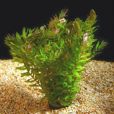 Ротала макрандра Зелёная (Rotala macrandra Green)
