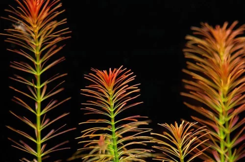 Ротала Валлиха (Rotala wallichii)