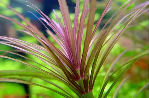 Погостемон стеллатус ( Pogostemon stellatus)