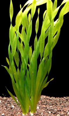 Валлиснерия спиральная (Vallisneria spiralis)-валиснерия живое аквариумное растение