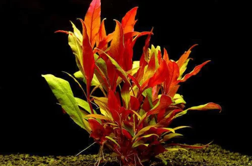 Альтернатера рейнека Розаэфолия розовая (Alternanthera reineckii Rosaefolia)