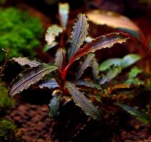 Буцефаландра Кедаганг (Bucephalandra sp. Kedagang) миристема - наличие подтверждается