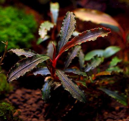 Буцефаландра Кедаганг (Bucephalandra sp. Kedagang) миристема - наличие подтверждается