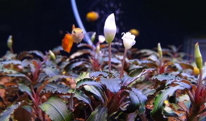 Буцефаландра Кедаганг (Bucephalandra sp. Kedagang) миристема - наличие подтверждается