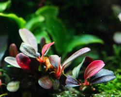 Буцефаландра Миниатюрная красная (Bucephalandra sp. Red Mini) - миристема , наличие подтверждается