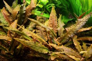 Криптокорина Вендта Тропика (Cryptocoryne wendtii Tropica)  (криптокарина, криптакарина) - живое аквариумное растение