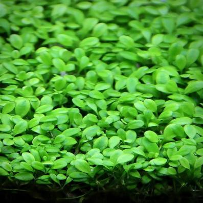 Глоссостигма элатиноидес, повойничковая  (Glossostigma elatinoides )