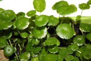 Гидрокотила вертикальная (Hydrocotyle verticillata)