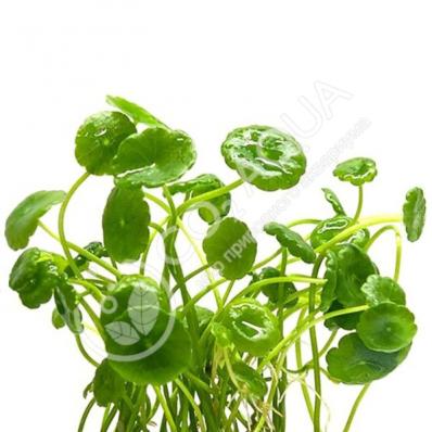 Гидрокотила вертикальная (Hydrocotyle verticillata)