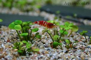 Папоротник Марсилия крената (Marsilea crenata )