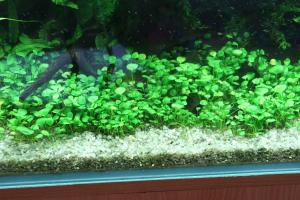 Папоротник Марсилия крената (Marsilea crenata )