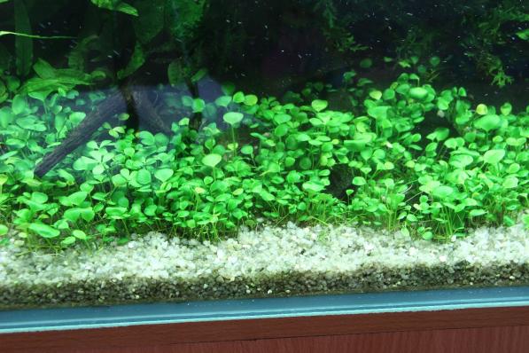 Папоротник Марсилия крената (Marsilea crenata )