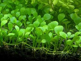 Папоротник Марсилия Хирсута (Marsilea hirsuta)