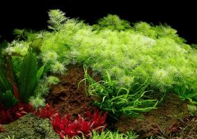 Мириофиллум маттогроссенс, Перистолистник (Myriophyllum mattogrossense)