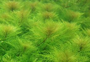 Мириофиллум маттогроссенс, Перистолистник (Myriophyllum mattogrossense)