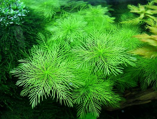 Мириофиллум маттогроссенс, Перистолистник (Myriophyllum mattogrossense)