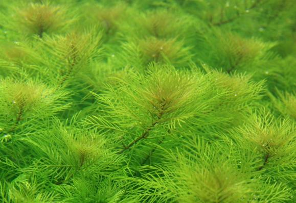 Мириофиллум маттогроссенс, Перистолистник (Myriophyllum mattogrossense)