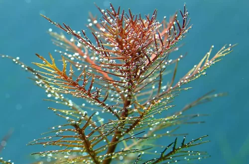 Прозерпинака палюстрис (Proserpinaca palustris)