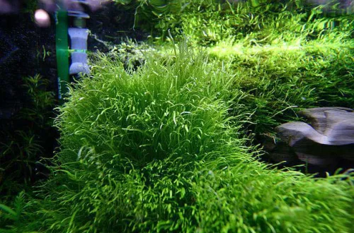 Утрикулярия граминифолия или Пузырчатка траволистная (Utricularia graminifolia)