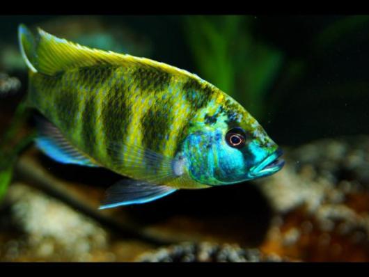 Цихлида Нимбохромис Венустус (Nimbochromis venustus) 5 - 6 см