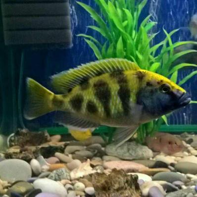 Цихлида Нимбохромис Венустус (Nimbochromis venustus)
