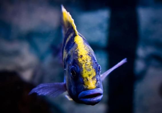 Цихлида Нимбохромис Венустус (Nimbochromis venustus)