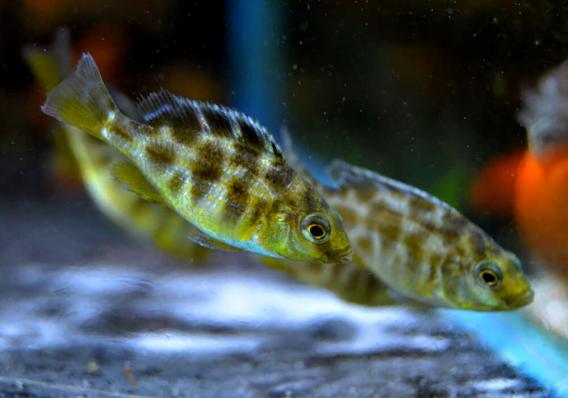 Цихлида Нимбохромис Венустус (Nimbochromis venustus)