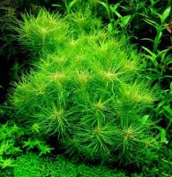 Погостемон Эректус (pogostemon erectus)