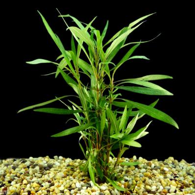 Гигрофила узколистная или Гигрофила Иволистная лимонник иволистный (Hygrophila corymbosa Angustifolia)