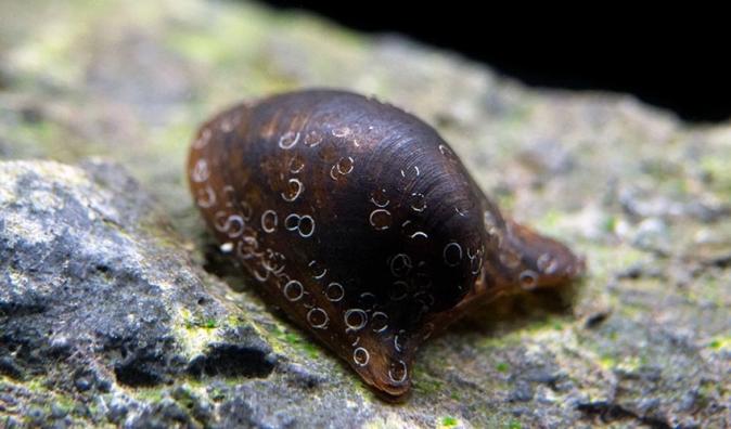Улитка летучая мышь неретина Бэтмен Бетмен , Neripteron auriculata