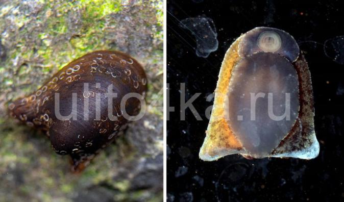 Улитка летучая мышь неретина Бэтмен Бетмен , Neripteron auriculata