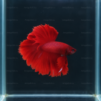 Петушок Betta splendens красный Халф Мун