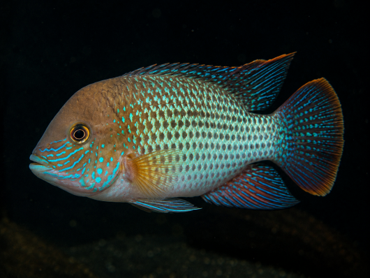 Цихлида Бирюзовая акара (Andinoacara rivulatus) взрослые