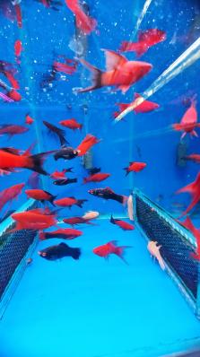 Меченосцы флаговые/ вильчатые (HiFin Lyretail Swordtails)ассорти