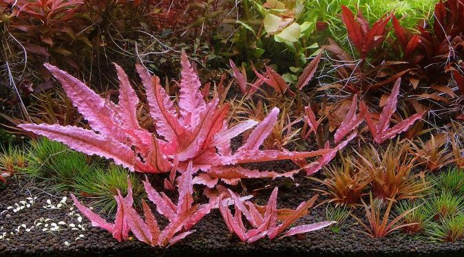 Криптокорина Фламинго (Cryptocoryne Flamingo) меристема