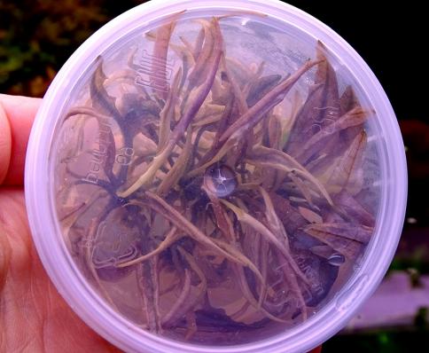 Криптокорина Фламинго (Cryptocoryne Flamingo) меристема