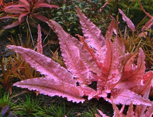 Криптокорина Фламинго (Cryptocoryne Flamingo) меристема