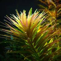 Лимнофила ароматика   (Limnophila aromatica) меристема