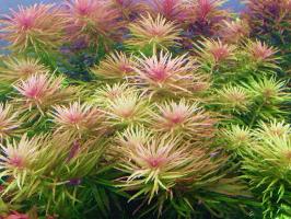 Лимнофила ароматика   (Limnophila aromatica) меристема