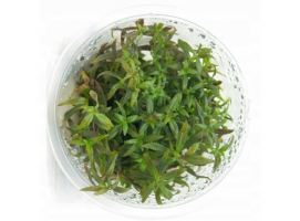 Лимнофила ароматика   (Limnophila aromatica) меристема