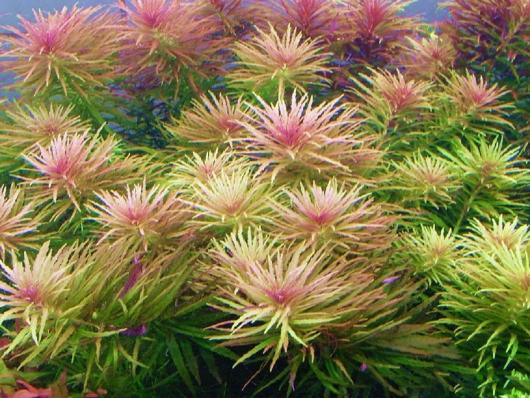 Лимнофила ароматика   (Limnophila aromatica) меристема
