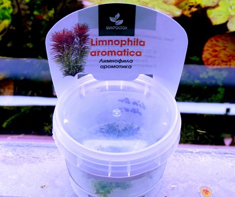 Лимнофила ароматика   (Limnophila aromatica) меристема