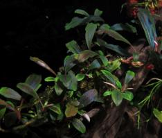 Буцефаландра Призрак Брауни (Bucephalandra sp.Brownie Ghost) меристема наличие подтверждается