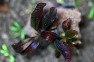 Буцефаландра Призрак Брауни (Bucephalandra sp.Brownie Ghost) меристема наличие подтверждается