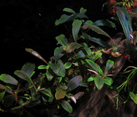Буцефаландра Призрак Брауни (Bucephalandra sp.Brownie Ghost) меристема наличие подтверждается