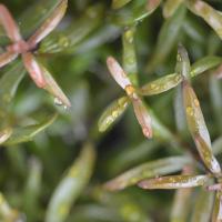 Аммания изящная меристемная (Ammannia gracilis)