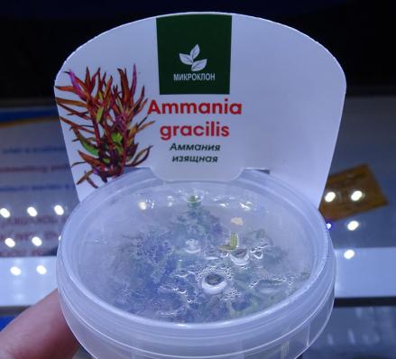 Аммания изящная меристемная (Ammannia gracilis)
