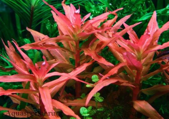 Аммания изящная меристемная (Ammannia gracilis)