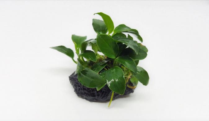 Анубиас Бартера карликовый  нана Петит (Anubias barteri var. nana Petite) миристемный